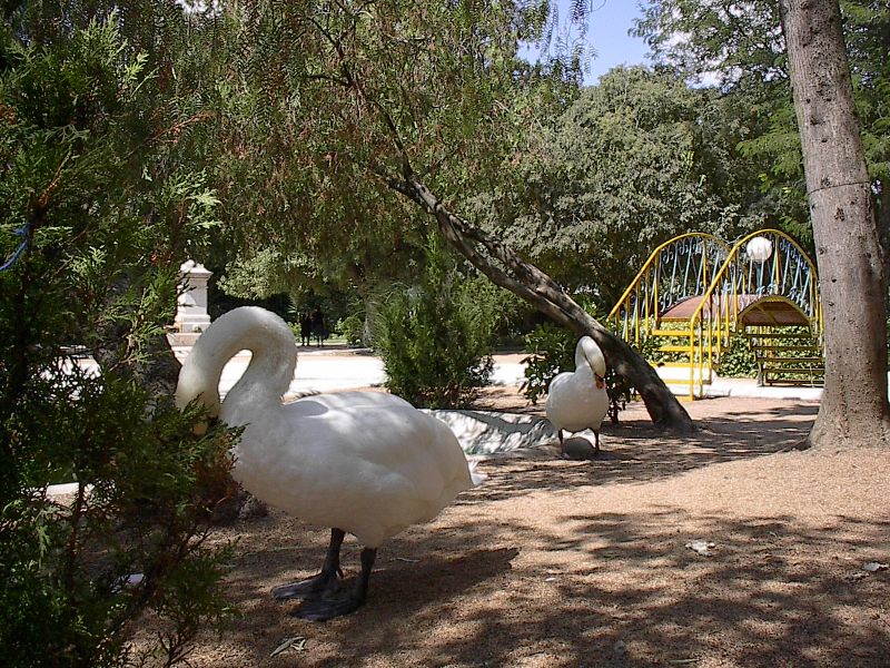 Jardim Público de Beja - Cisnes