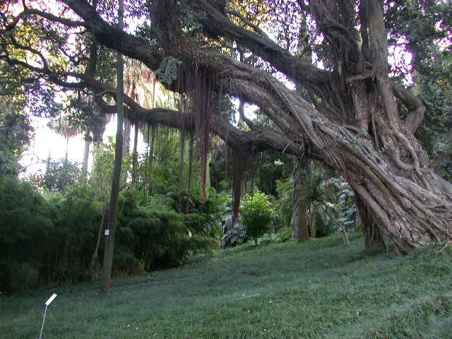 Jardim Botânico da Universidade de Lisboa