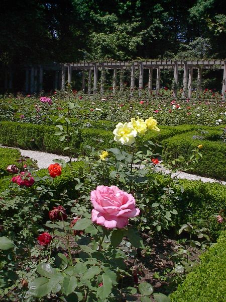 Duas Rosas no Jardim de Serralves