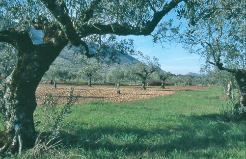 Parque Natural da Serra de Aire - oliveiras