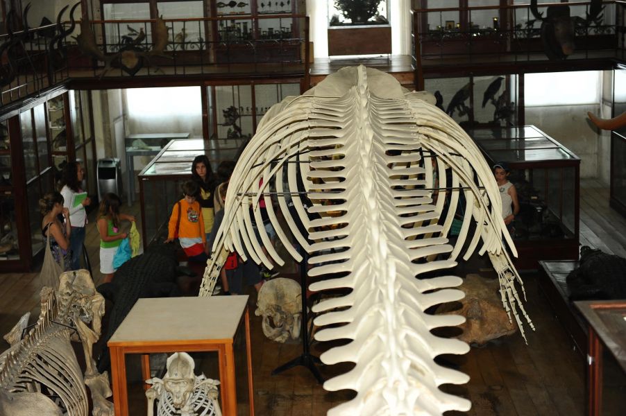 Museu de História Natural da Universidade do Porto