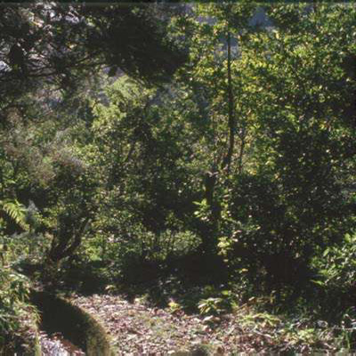 Floresta da Laurissilva