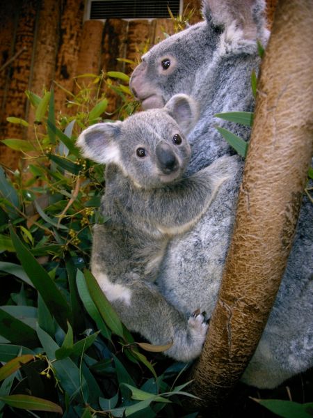 Zoo Liaboa - koala