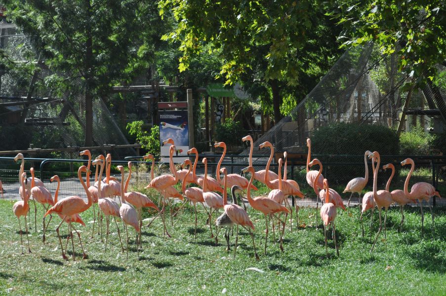 Jardim Zoológico de Lisboa - Flamingos