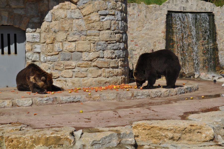 Jardim Zoológico de Lisboa - urso