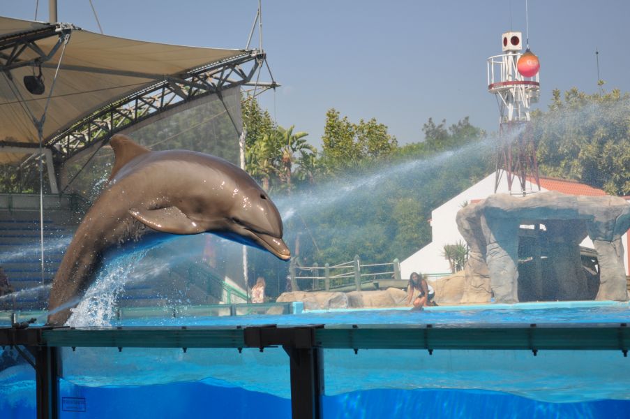 Jardim Zoológico de Lisboa - golfinho
