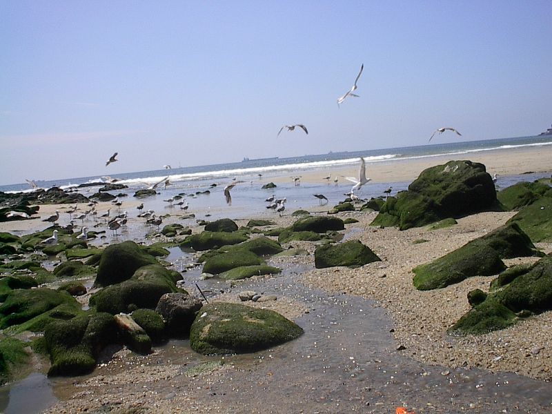 Praia de Matosinhos