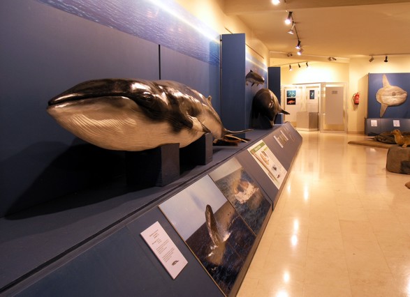 Museu do Mar - Rei D. Carlos