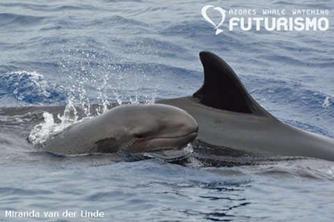Futurismo Azores Whale Watching - Logotipo