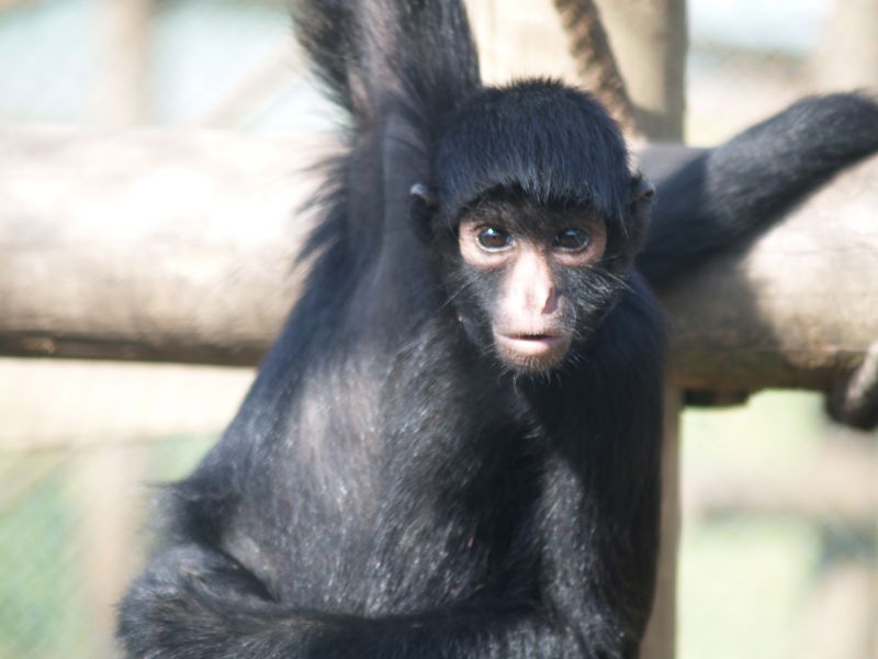 Escaravelho do Sol - Zoo Santo Inácio