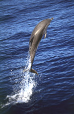 Whale Watch Azores - Observação Golfinhos