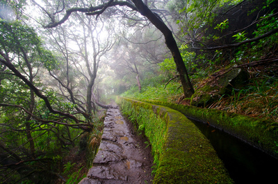 Floresta de Laurissilva da Madeira