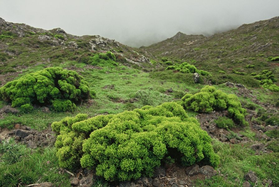 Reserva Natural da Montanha do Pico