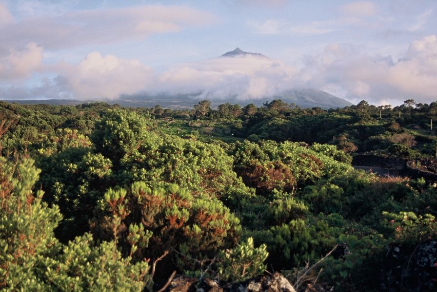 Reserva Natural da Montanha do Pico
