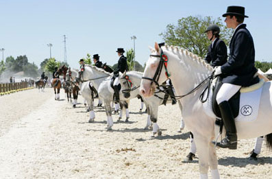 VI Feira do Cavalo da Maia